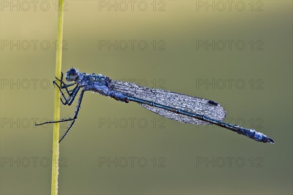 Emerald Spreadwing (Lestes dryas)