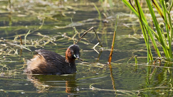 Little Grebe (Tachybaptus ruficollis)