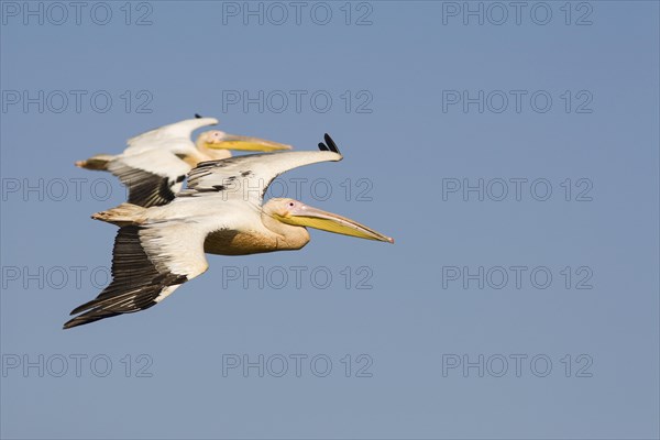 Great White Pelicans (Pelecanus onocrotalus) in flight