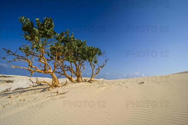 Shrubs growing in the sand dunes