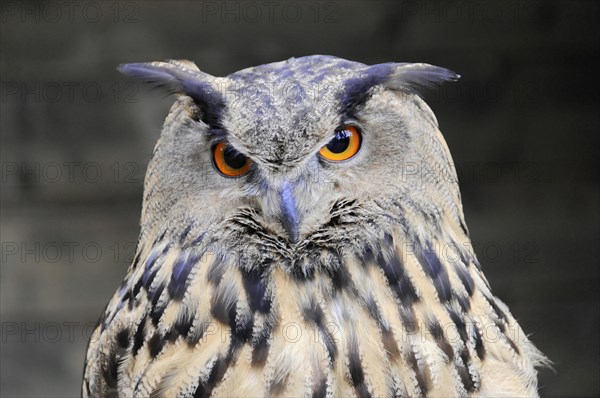 Eurasian Eagle-owl (Bubo bubo)