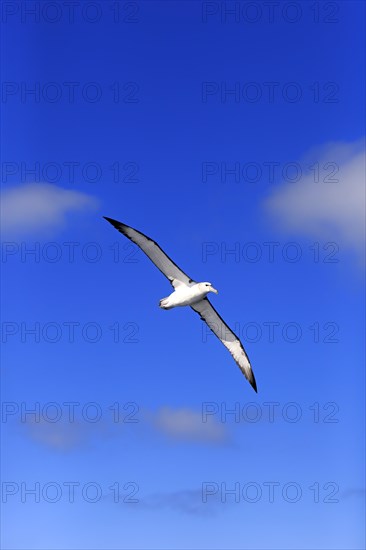 Shy albatross (Thalassarche cauta)