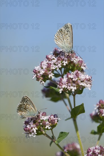 Adonis blue (Polyommatus bellargus