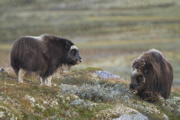 Musk ox (Ovibos moschatus)