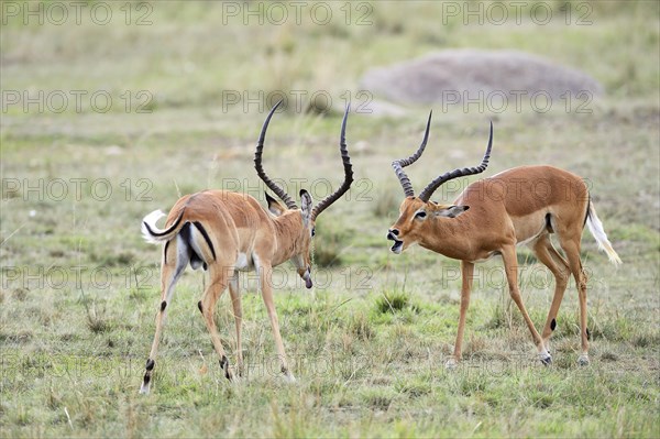 Impalas (Aepyceros melampus)