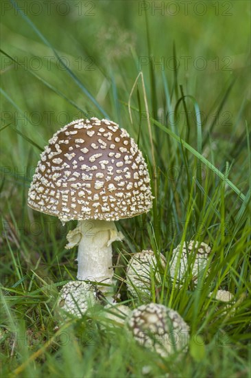 Royal fly agaric (Amanita regalis)
