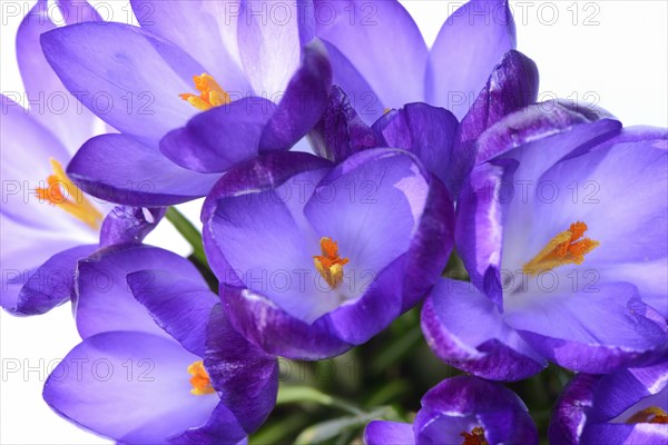 Purple Elf crocuses (Crocus tommasinianus)