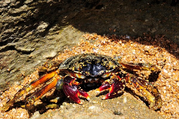 Spider crab (Neosarmatium meinerti) on a rock