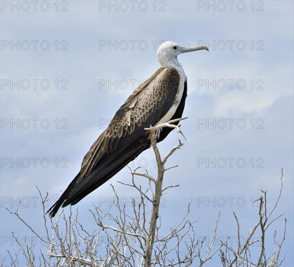 Great frigatebird (Fregata minor)