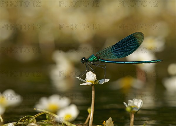 Banded demoiselle (Calopteryx splendens)