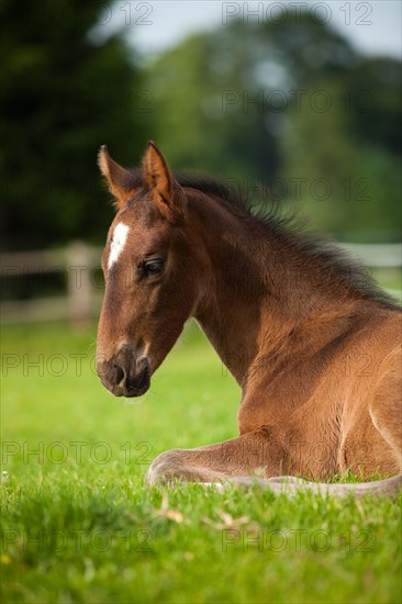 Brown foal