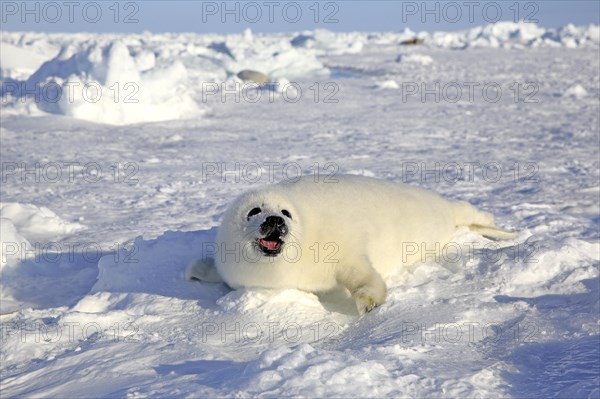 Harp Seal or Saddleback Seal (Pagophilus groenlandicus