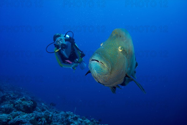 Diver and Humphead wrasse (Cheilinus undulatus)