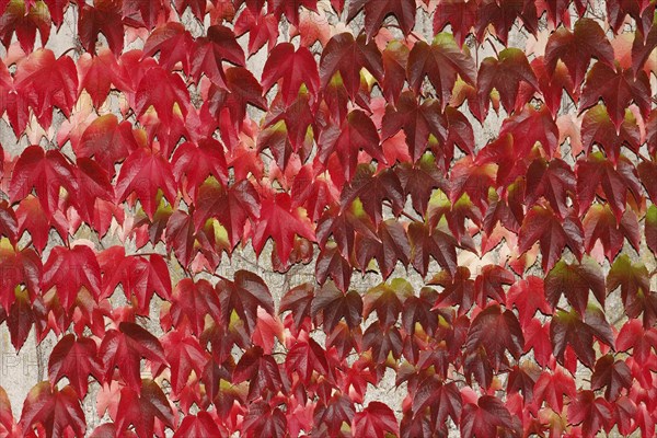 Japanese Creeper (Parthenocissus tricuspidata)