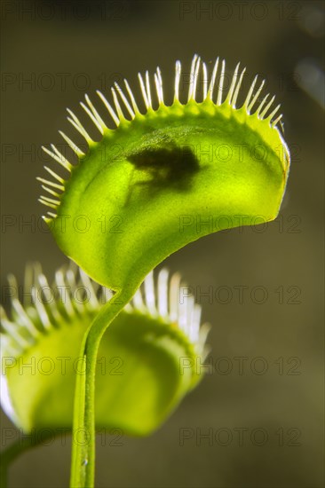 Venus Fly Trap (Dionaea muscipula)