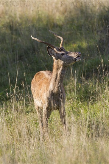 Red Deer (Cervus elaphus)