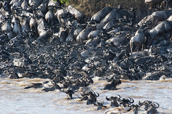 Wildebeest (Corrochaetes taurinus) crossing the Mara river