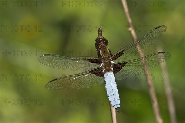 Broad-bodied Chaser or Broad-bodied Darter (Libellula depressa)