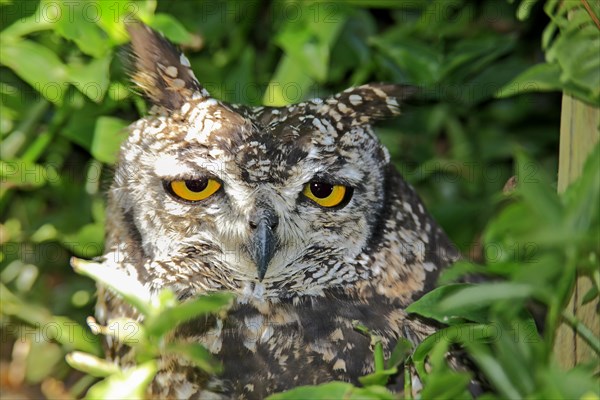 Spotted Eagle-owl (Bubo africanus)