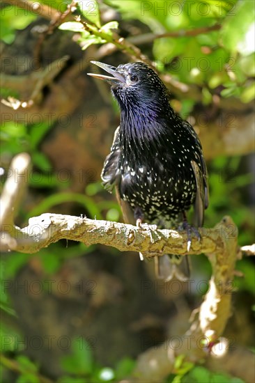 Starling (Sturnus vulgaris)