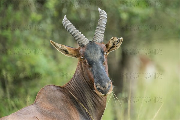 Topi (Damaliscus lunatus)