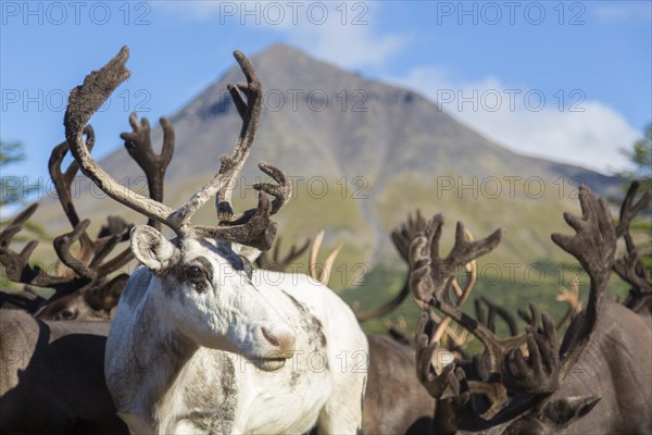 Kamchatka reindeer (Rangifer tarandus phylarchus)