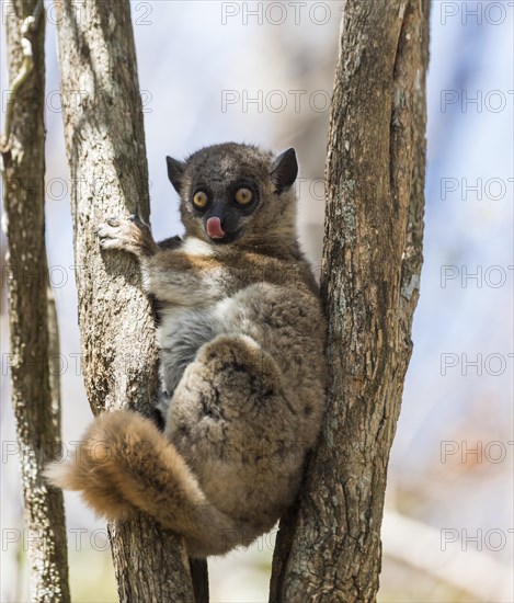 Red-tailed Sportive Lemur (Lepilemur ruficaudatus)