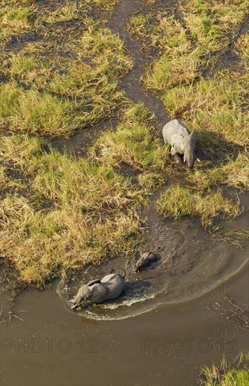 African Elephants (Loxodonta africana)