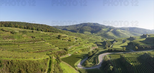 Vineyards