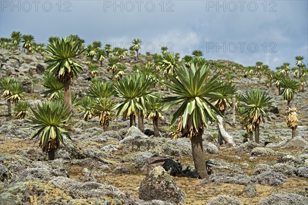 Endemic Giant Lobelias (Lobelia rhynchopetalum) on the Sanetti Plateau