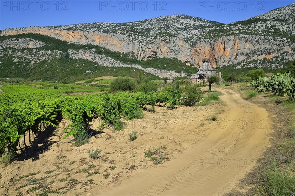 Shepherd's cottage in a vineyard