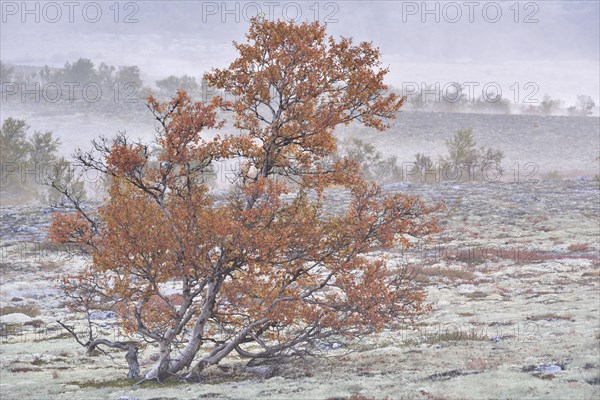 Downy Birch trees (Betula pubescens) and Reindeer Lichen (Cladonia rangiferina)