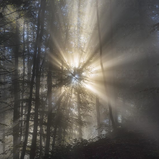 Sun rays in foggy mountain forest