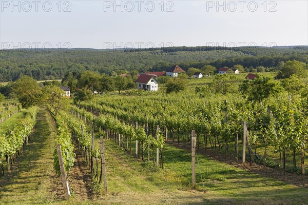 Vineyard Csaterberg