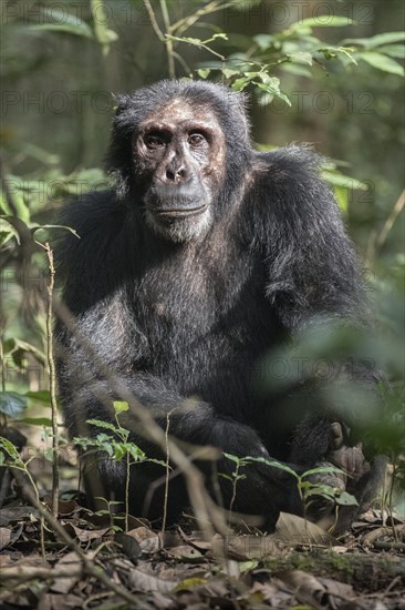 Eastern Chimpanzee (Pan troglodytes schweinfurthii)