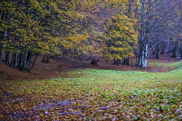 Autumn on Pian delle Macinare