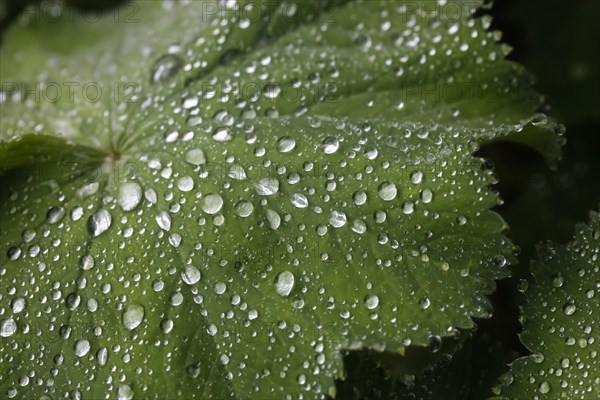 Common Lady's Mantle (Alchemilla vulgaris)