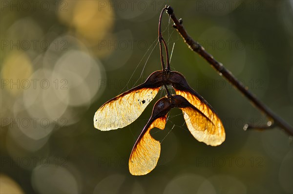 Sycamore seeds (Acer pseudoplatanus)