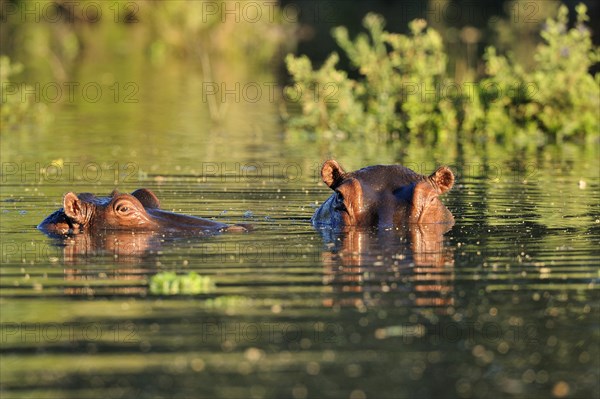 Hippopotamus (Hippopotamus amphibicus)