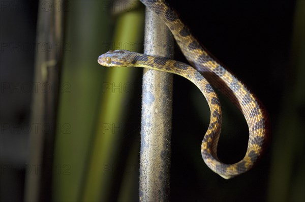 Northern Cat-eyed Snake (Leptodeira septentrionalis)