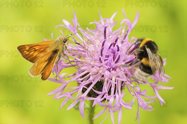 Large skipper (Ochlodes sylvanus) and bumble bee (Bombus terrestris) on a Brown knapweed (Centaurea jacea)