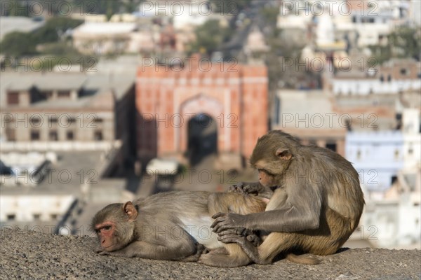 Rhesus Macaques (Macaca mulatta)