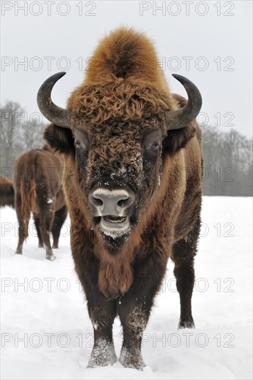 Bison (Bison bonasus) in the snow