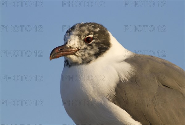 Laughing gull (Leucophaeus atricilla)