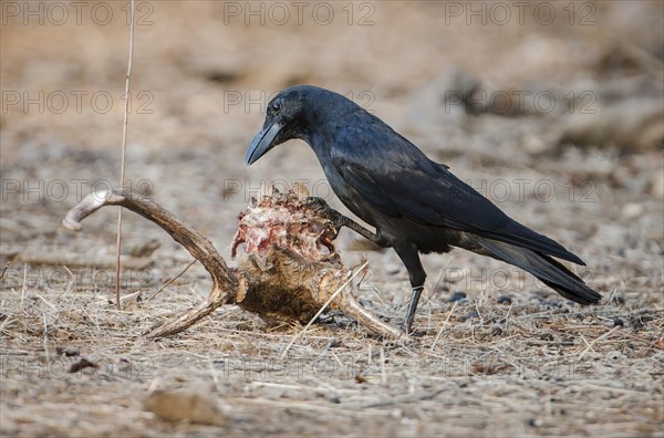 Carrion Crow (Corvus corone) on the skull of a Chital or Cheetal (Axis axis)