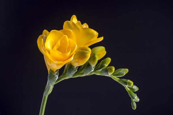 Yellow Freesia (Freesia)