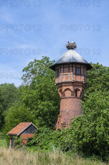 Young White storks (Ciconia ciconia) in the nest on the roof of a water tower in the village Ruhstadt