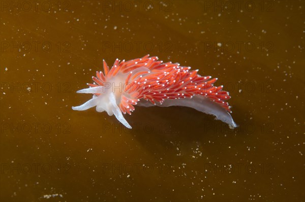 Red-finger Aeolis (Flabellina verrucosa)