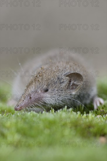 Lesser white-toothed shrew (Crocidura suaveolens)