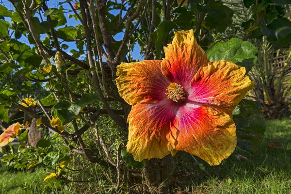 Hibiscus flower